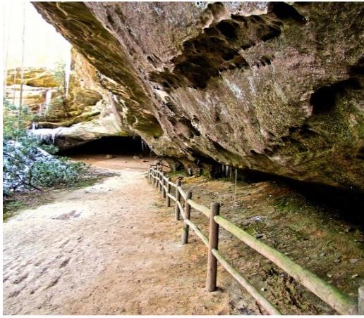 Cincinnati Museum Center and the Cincinnati Zoo Team Up to Evaluate Population Recovery of Cumberland Sandwort